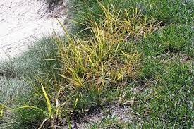 Check spelling or type a new query. June Is The Time For Yellow Nutsedge Control In Turf