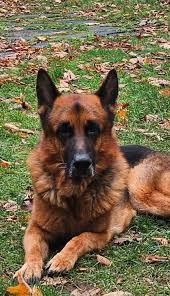 Lost and Found Pets- Cape Breton