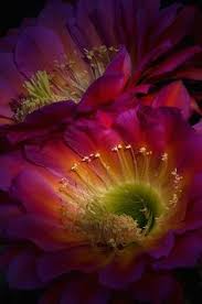 Check spelling or type a new query. 26 Best Night Blooming Flowers Ideas Night Blooming Flowers Flowers Bloom