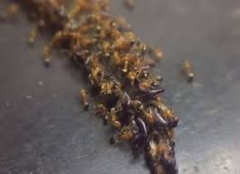 Call our specialised termite pest control in singapore now! Pest Control And Bed Bug Extermination In Powhatan Va Rva Pest Control Bed Bug Extermination