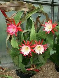 For the most part there are three environmental variables to consider to ensure your experience with growing cacti is successful. 270 Orchid Cactus Ideas Orchid Cactus Cactus Cacti And Succulents