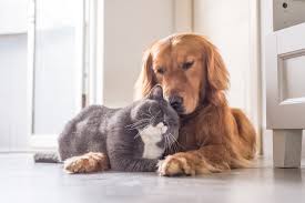 2021 yoursa reader's choice award recipient. Helpful Resources For Pet Owners Pet Vaccination Clinic San Antonio Pet Vaccination Clinic
