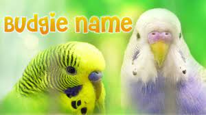 A nocturnal bird of new zealand. What Budgies Should Smell Like The Glorious Smell Of Budgies Youtube