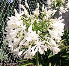 Image result for Agapanthus praecox