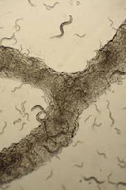 Nematodes translucent small clear worm. Study Unravels Worm Speak That Uses Chemicals To Communicate Cornell Chronicle