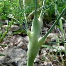 Image result for Cladostemon kirkii