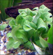 Image result for Samolus