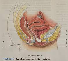 It includes the following parts: 39 4 Female External Genitalia Diagram Quizlet