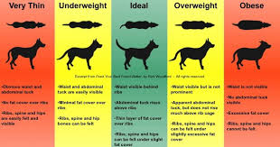 how do i measure out raw food for dogs and how much raw