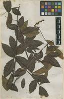 Image result for Paullinia pinnata