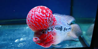 Memilih bibit ikan louhan cencu. Panduan Cara Merawat Ikan Louhan Agar Warnanya Bagus Pintarpet