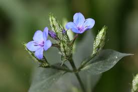 Image result for Eranthemum pulchellum