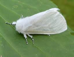 We offer a wide range of branded household products. White Satin Moth Naturespot
