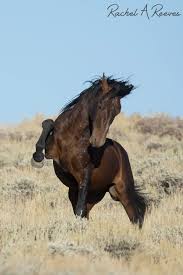 Wild Mustang Showin His Stuff Horses Wild Horses Mustang Horse