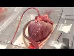 Image result for real heart