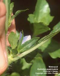 Image result for Hydrolea brevistyla