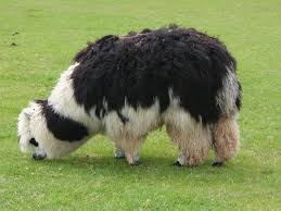 Check spelling or type a new query. Alpaca Simple English Wikipedia The Free Encyclopedia