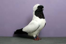bizarre gallery of grand national champion pigeons 30 pics pigeon breeds pigeon pictures pigeon