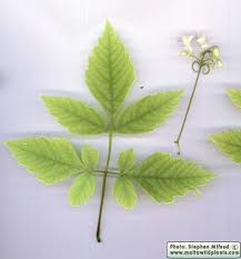 Image result for Cardiospermum halicacabum