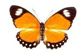 Pin De Loreto Zencovich En Partes De La Mariposa Mariposa Monarca Mariposas Juegos De Matematicas