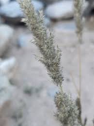 Image result for Enneapogon cenchroides