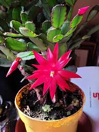 Maybe you would like to learn more about one of these? Easter Cactus Has Begun To Bloom Succulents