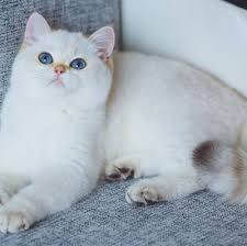 The british chinchilla is distinguished not only by the unusual color of the coat, but also by its a distinctive feature of silver chinchillas is that genetically these cats should be black. British Golden Phenotypes Sundust Cats