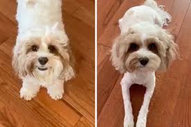 And have always been a popular dog among royalty and aristocrats — in the 16th century. Dogs Who Got A Bad Quarantine Haircut And 100 Know It