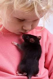 Nadan muyal for salerabbit for sale.only 5 leftthose who need contact us. The 5 Worst And 3 Best Pets For Kids That Aren T Cats Or Dogs Babycenter