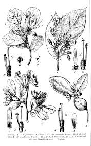 Image result for Grewia avellana