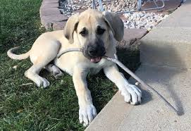 It is notably longer than it is tall. Get To Know 25 Of The Best Great Pyrenees Mixes K9 Web
