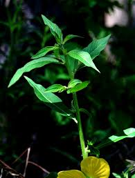 Image result for Ludwigia octovalvis