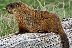 We did not find results for: Woodchuck Oklahoma Department Of Wildlife Conservation