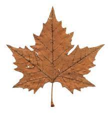 Maple Leaf Png Image Daun Bunga Kering Latar Belakang