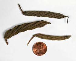 Image result for Helicteres