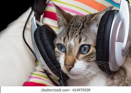 Maybe you would like to learn more about one of these? Cat Listening Music Stock Photo Edit Now 414974539