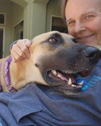 Meet Duke, the gentle giant with a heart just as big as his paws! 🐾 This  2-year-old Great Dane/German Shepherd mix may look massive, but he's all  love and sweetness. Thanks to