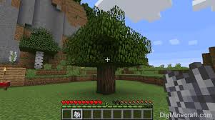 A Naturally-Generated Single Jungle Tree In The Middle Of A Forest (No  Jungle Biome Anywhere Nearby). : R/Minecraft