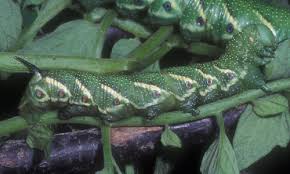 The entry hole can be up to the size of a pea. Tomato Hornworm Manduca Quinquemaculata Haworth