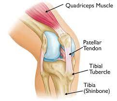 Osgood Schlatter Disease Knee Pain Orthoinfo Aaos