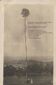 Image result for Livistona australis