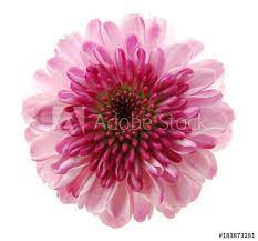 Pin On Flowers