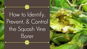 Maybe you would like to learn more about one of these? Squash Vine Borer Prevention Identification And Control The Beginner S Garden