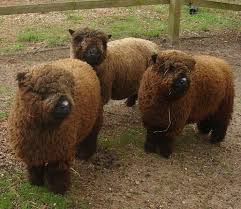 Babydoll Sheep Animals Babydoll Brown Cottagecore Cute Describes Farm Farmcore Fluffy I It Just Love Name Sheep So Thất T 2020 Memeliler Hayvan