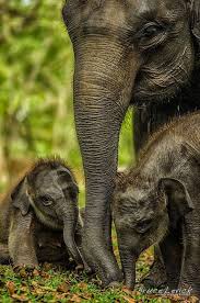 New Borns Sumatran Elephant Animals Elephant