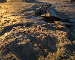 Maybe you would like to learn more about one of these? Dinosaur Footprints Australia S North West