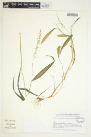 Image result for Poecilostachys oplismenoides