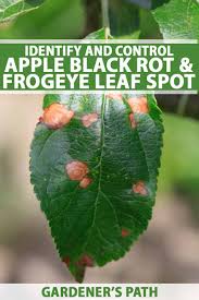 Some leaves grow in an alternating pattern along the stem, and some leaves grow in pairs opposite each other. How To Control Apple Black Rot And Frogeye Leaf Spot Gardener S Path