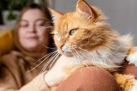 11 Surprising Reasons Why Do Cats Miss Their Owners