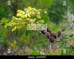Image result for Guilandina bonduc